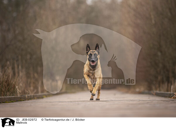 Malinois / JEB-02972