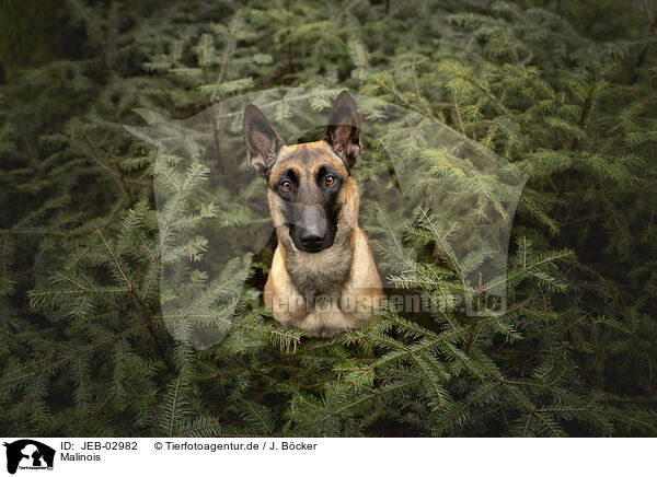 Malinois / Malinois / JEB-02982