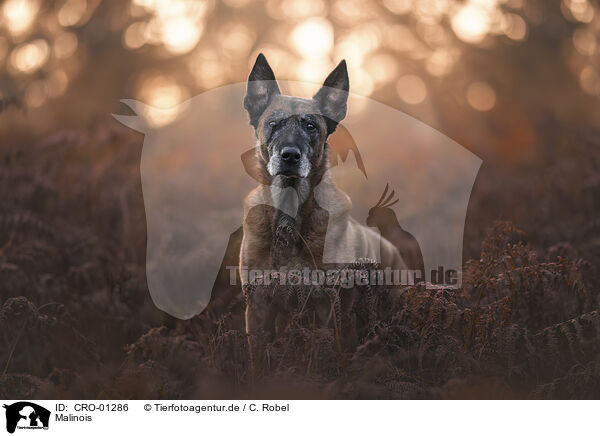 Malinois / Malinois / CRO-01286