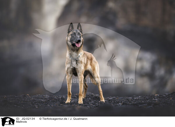 Malinois / Malinois / JQ-02134