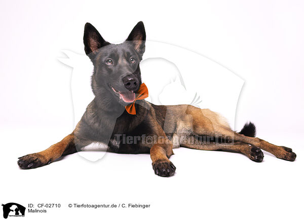 Malinois / Malinois / CF-02710