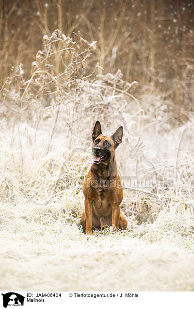 Malinois / JAM-06434