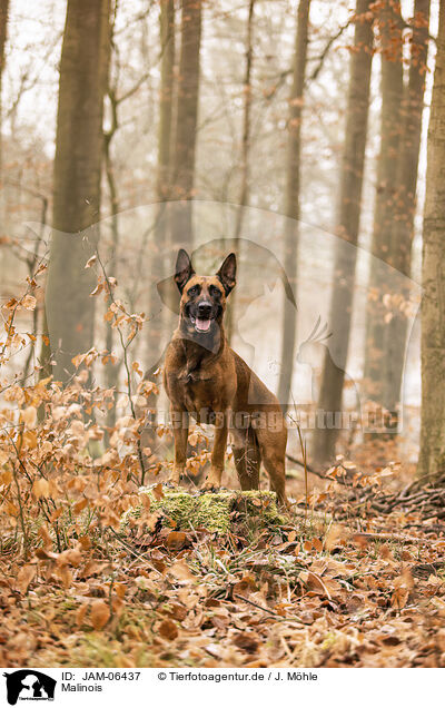 Malinois / Malinois / JAM-06437