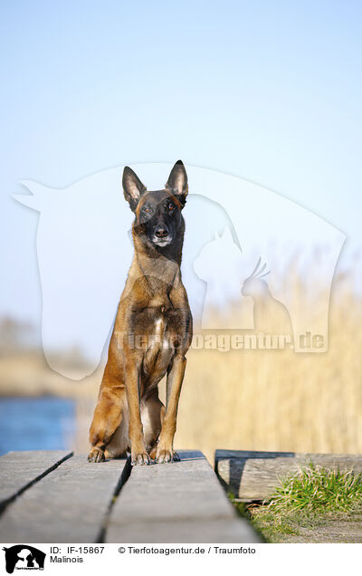 Malinois / Malinois / IF-15867