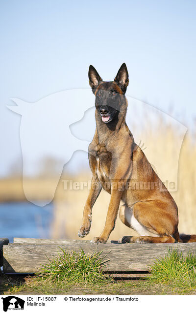 Malinois / Malinois / IF-15887
