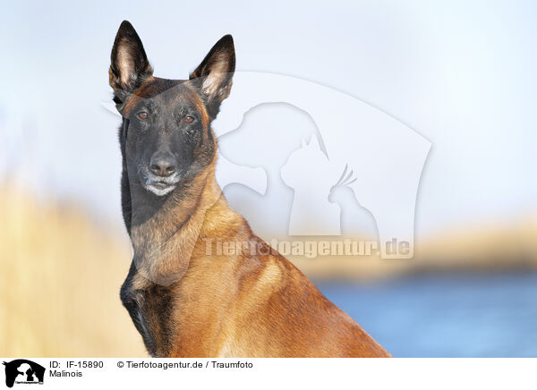 Malinois / Malinois / IF-15890