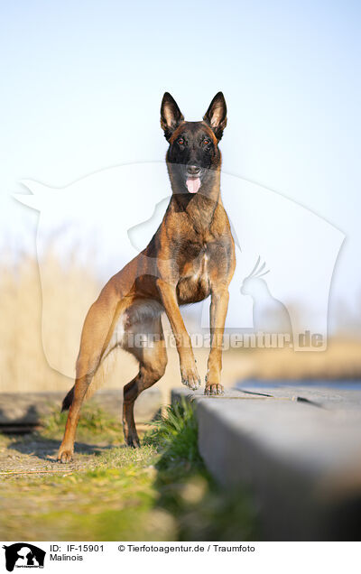 Malinois / Malinois / IF-15901
