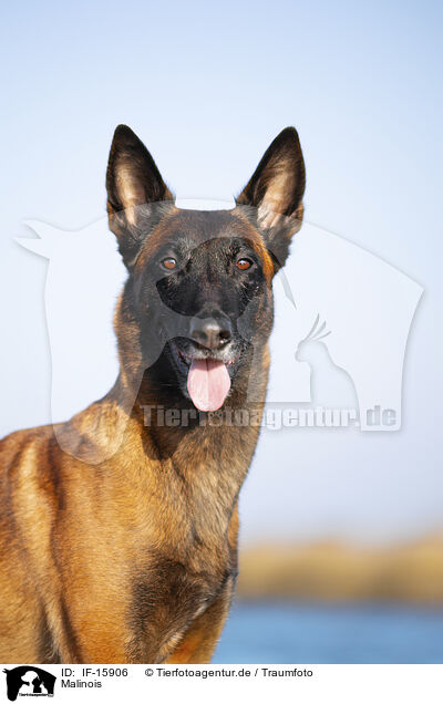 Malinois / Malinois / IF-15906