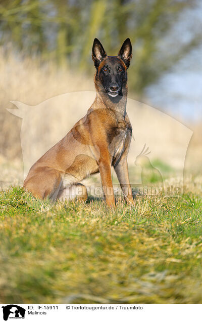 Malinois / Malinois / IF-15911