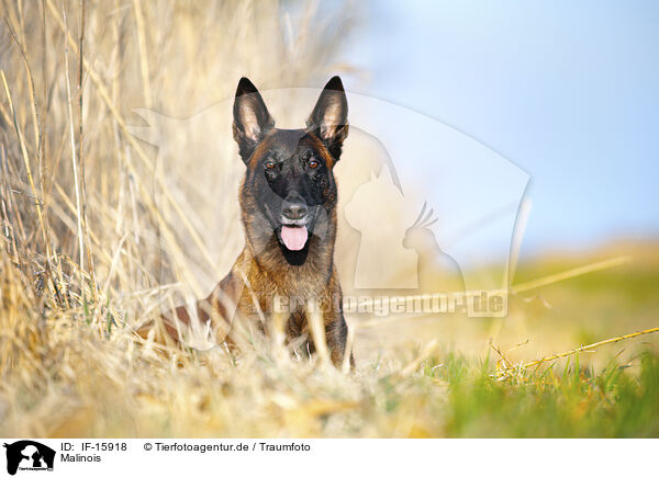 Malinois / Malinois / IF-15918