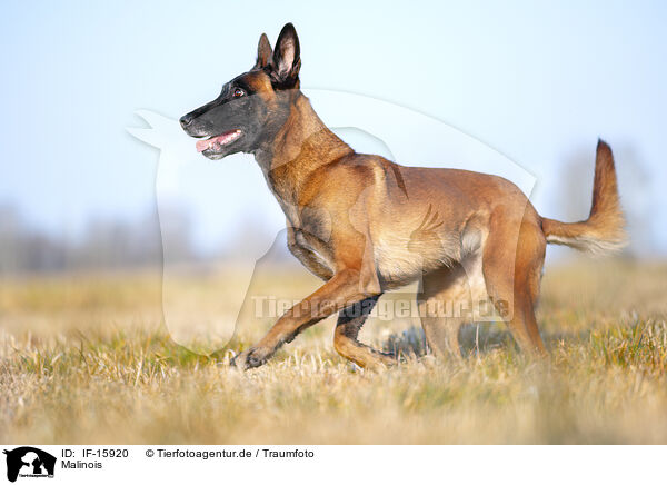 Malinois / Malinois / IF-15920