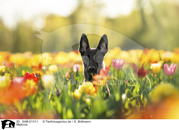 Malinois / Malinois / SAB-01311