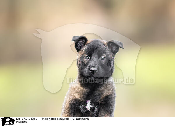 Malinois / Malinois / SAB-01359