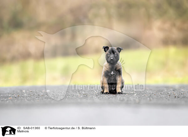 Malinois / Malinois / SAB-01360