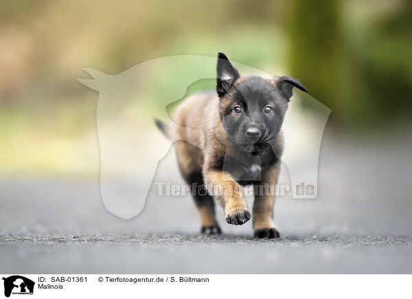 Malinois / Malinois / SAB-01361