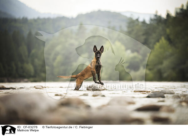 Malinois Welpe / Malinois puppy / CF-03276