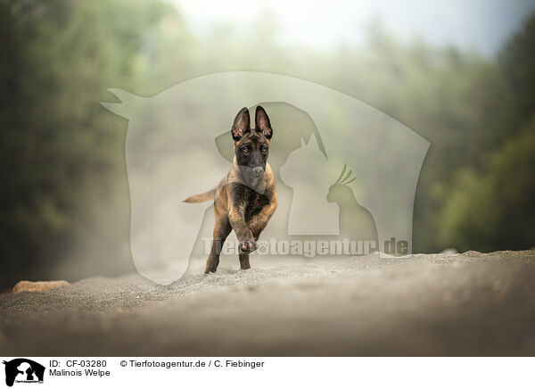 Malinois Welpe / Malinois puppy / CF-03280