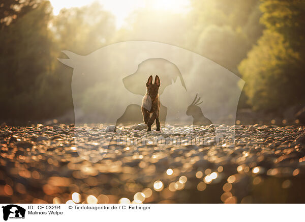 Malinois Welpe / Malinois puppy / CF-03294