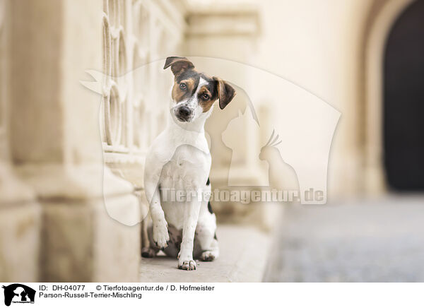 Parson-Russell-Terrier-Mischling / Parson-Russell-Terrier-Mongrel / DH-04077
