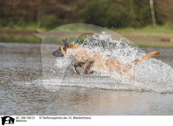 Malinois / Malinois / KB-19213