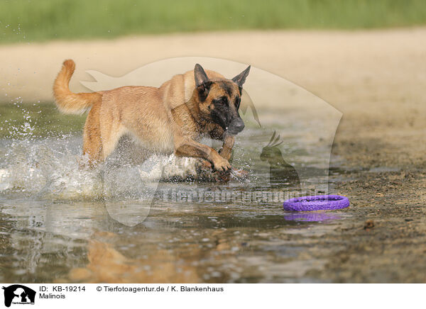 Malinois / Malinois / KB-19214