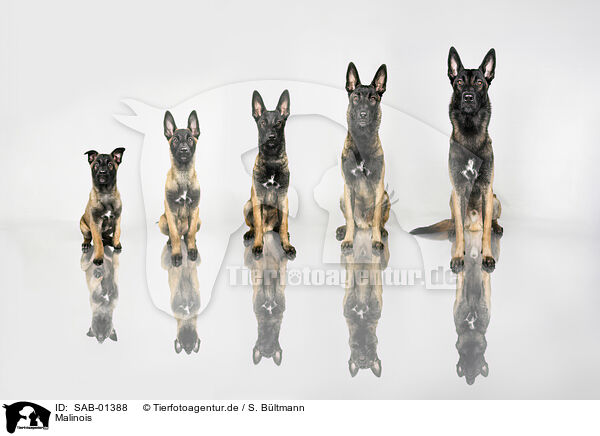 Malinois / Malinois / SAB-01388