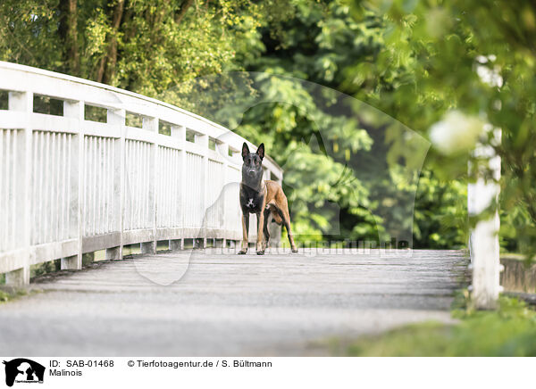 Malinois / Malinois / SAB-01468