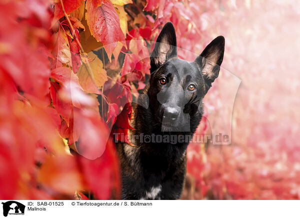 Malinois / Malinois / SAB-01525