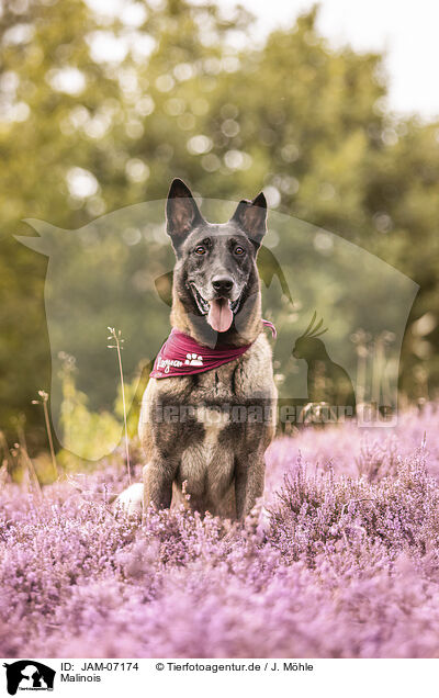 Malinois / Malinois / JAM-07174