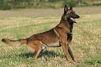 Malinois in Aktion