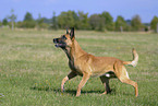 Malinois