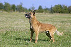 Malinois