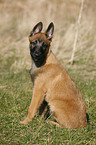 junger Malinois