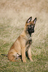 junger Malinois