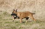 Malinois