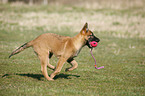 junger Malinois