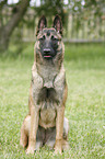 Malinois