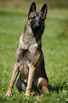 Malinois