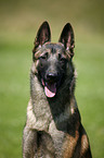 Malinois Portrait