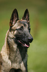 Malinois Portrait