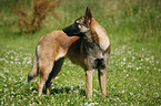 Malinois