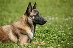 Malinois