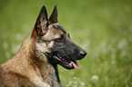 Malinois Portrait