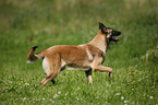 rennender Malinois