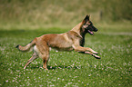 rennender Malinois