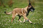 rennender Malinois