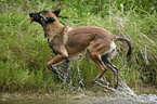 rennender Malinois