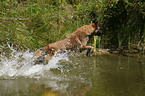 Malinois springt ins Wasser