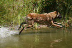 Malinois springt ins Wasser