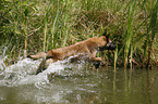 Malinois springt ins Wasser